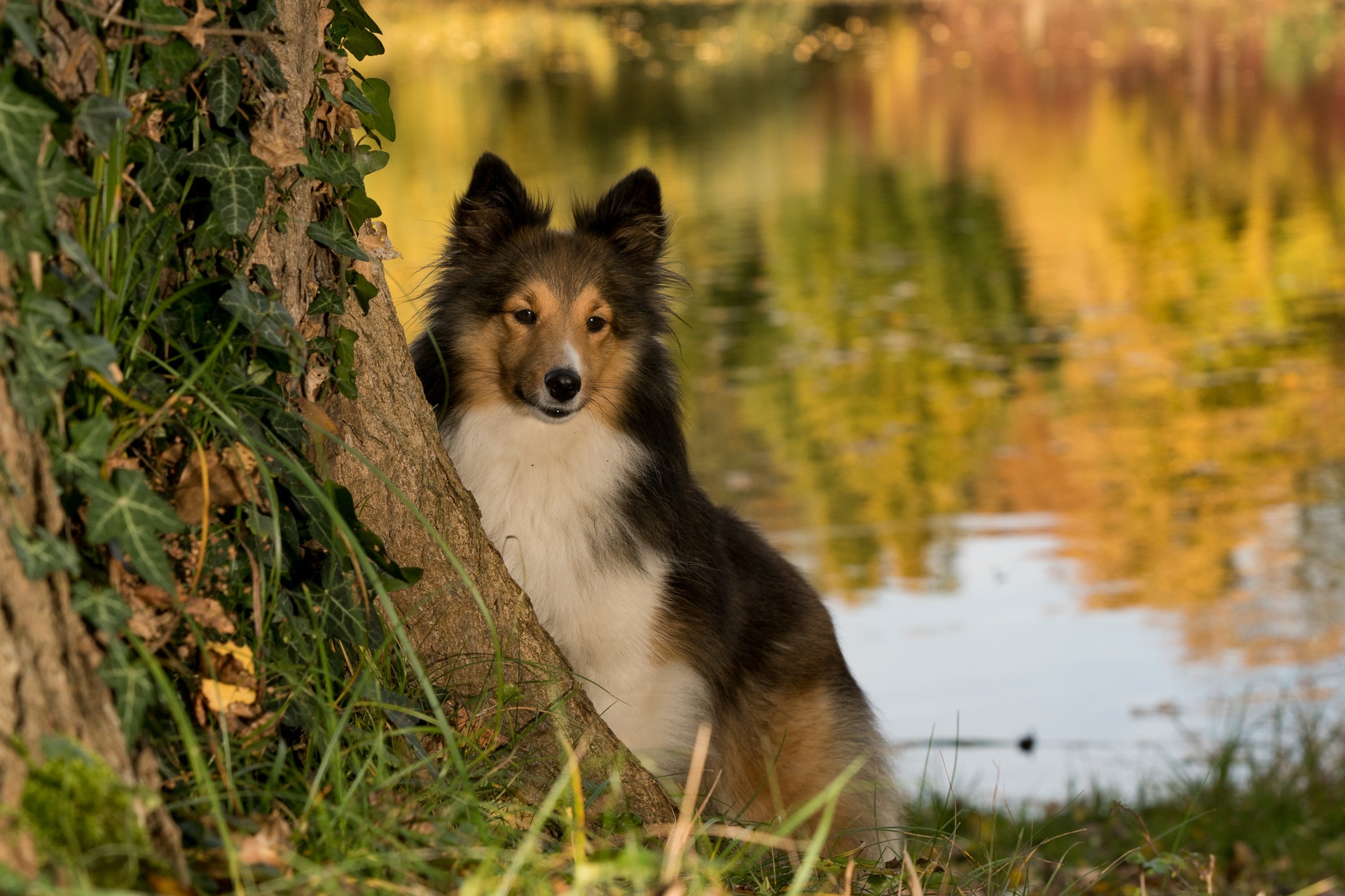 vet-near-me-santa-fe-tx-77510-the-fe-animal-hospital