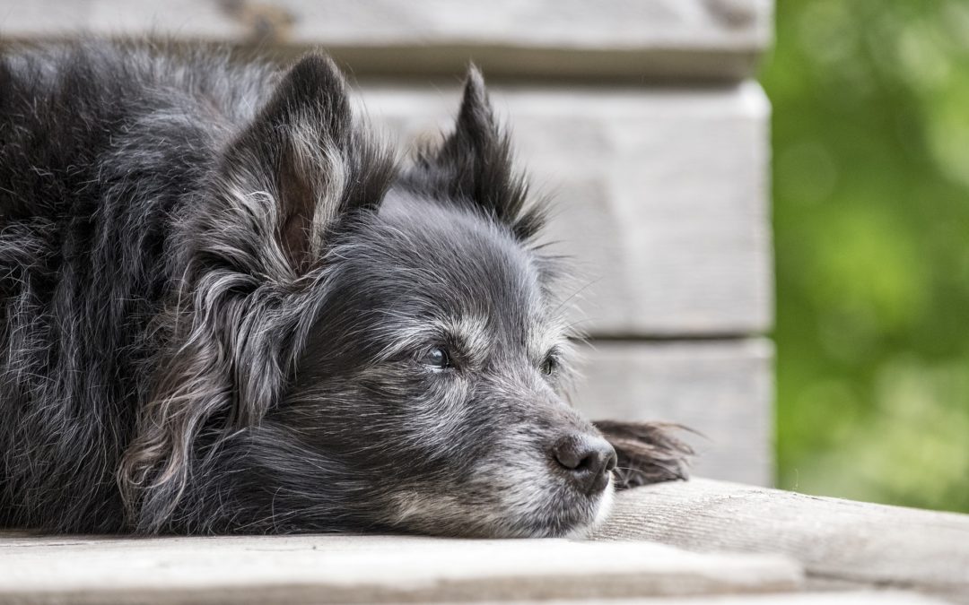 Behavioral Issues That Can Arise As Your Pet Ages