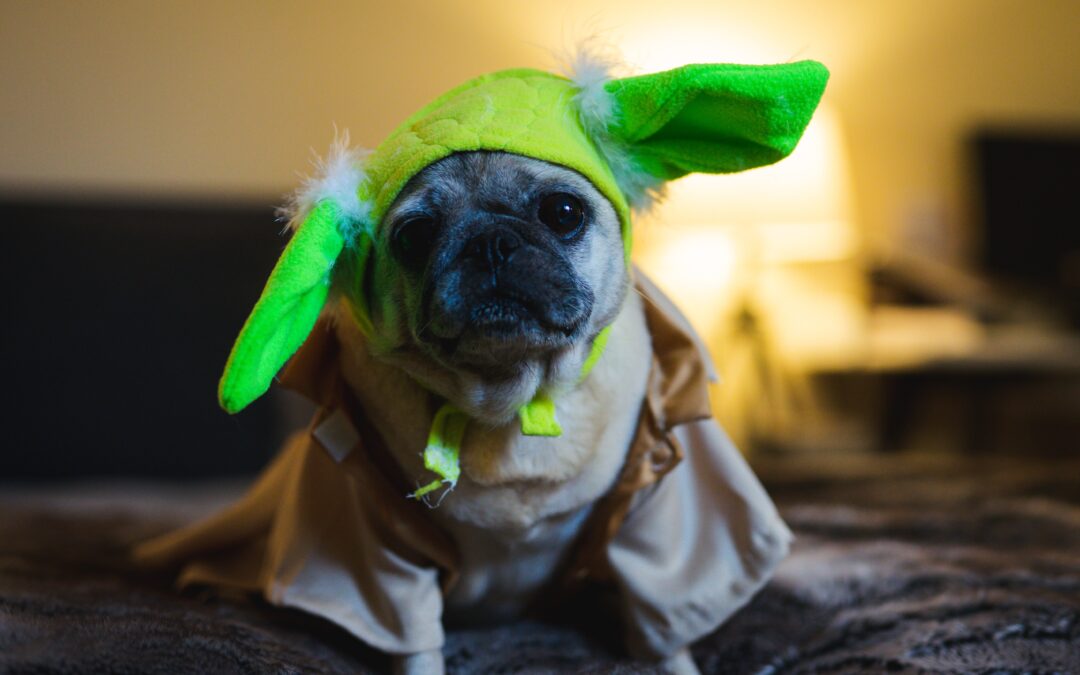A Veterinarian’s Guide to Ensuring a Safe Halloween for Your Pets