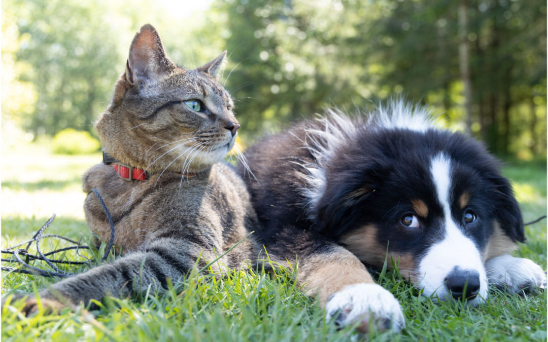 Preparing Your Beloved Companions for a New Family Member