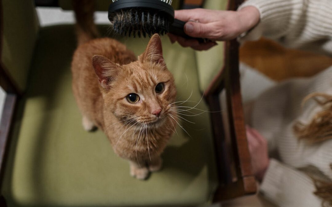 Orange cat on green chair getting brushed